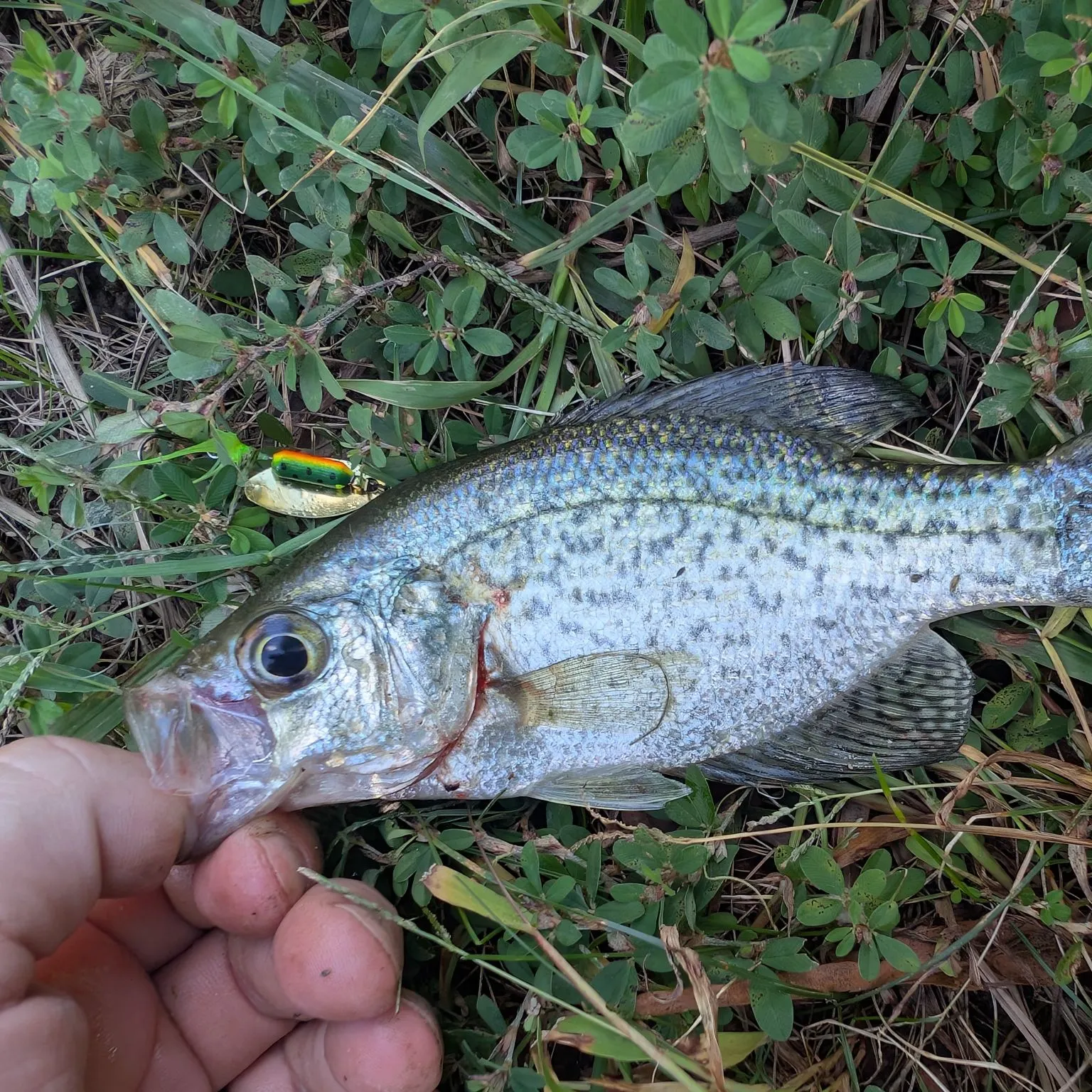 Black crappie caught on Fishbrain