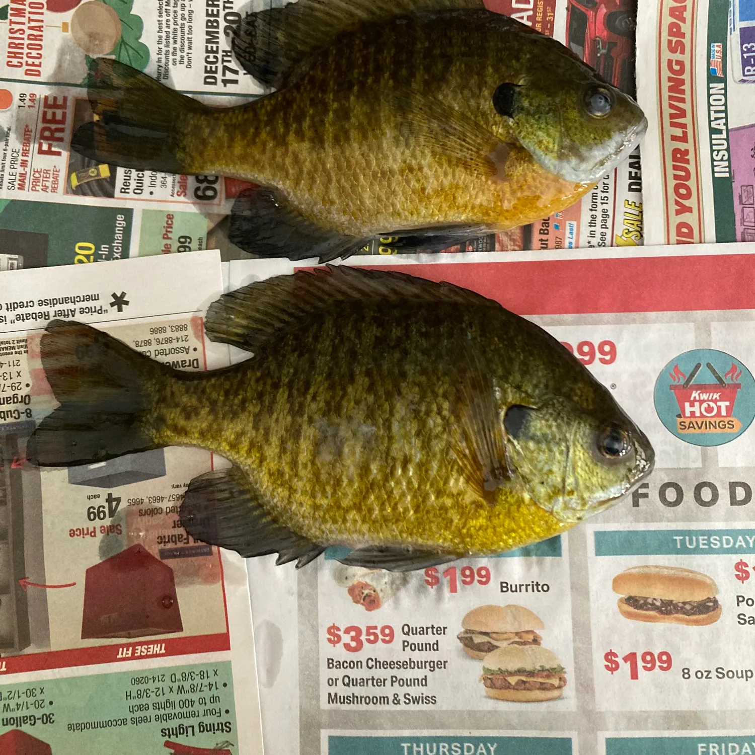 recently logged catches