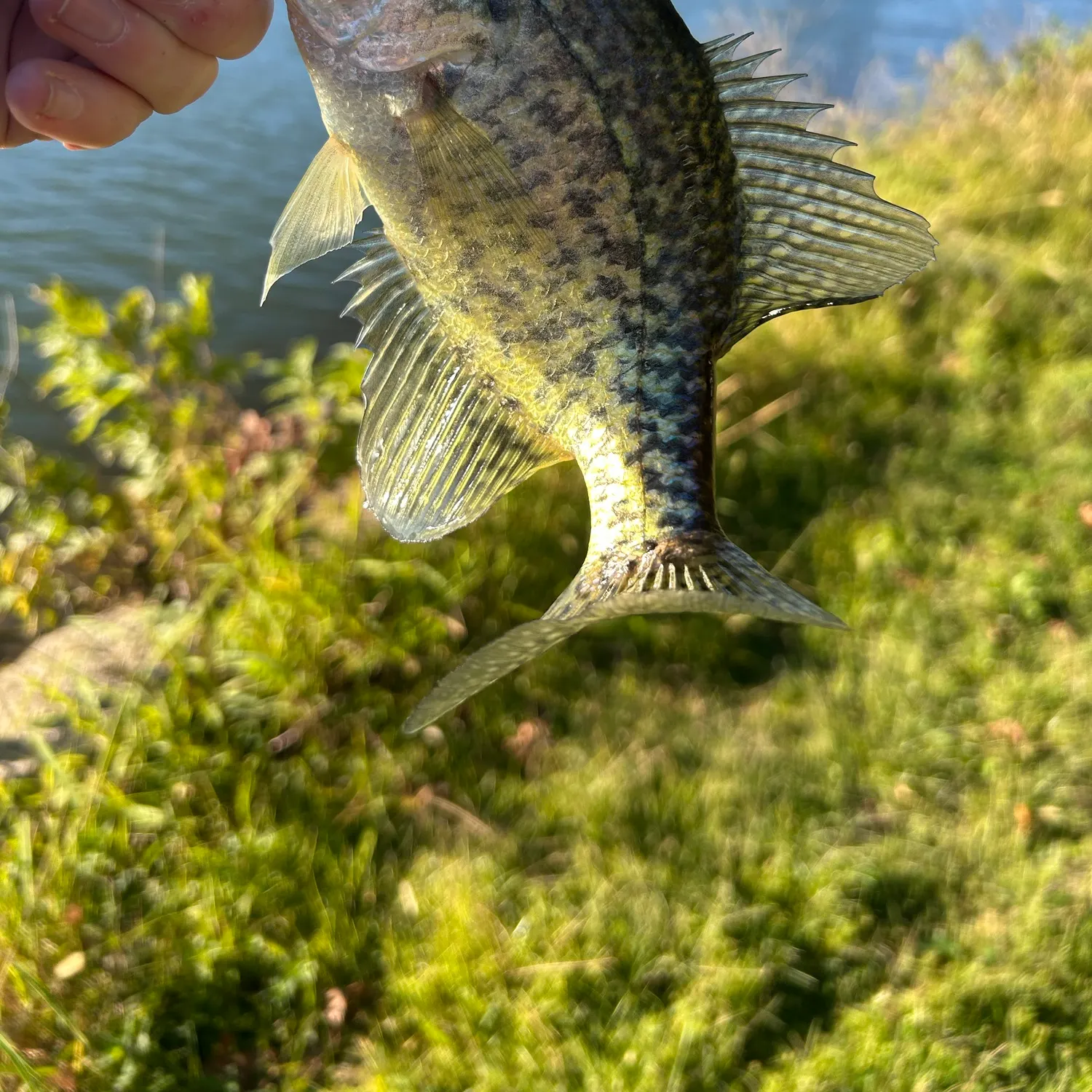 Black crappie caught on Fishbrain