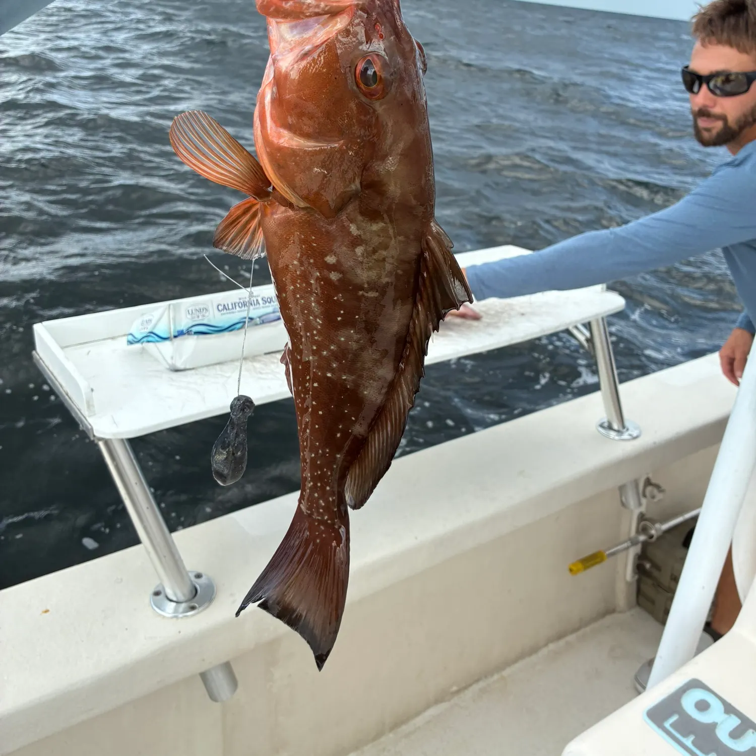 Red grouper caught on Fishbrain