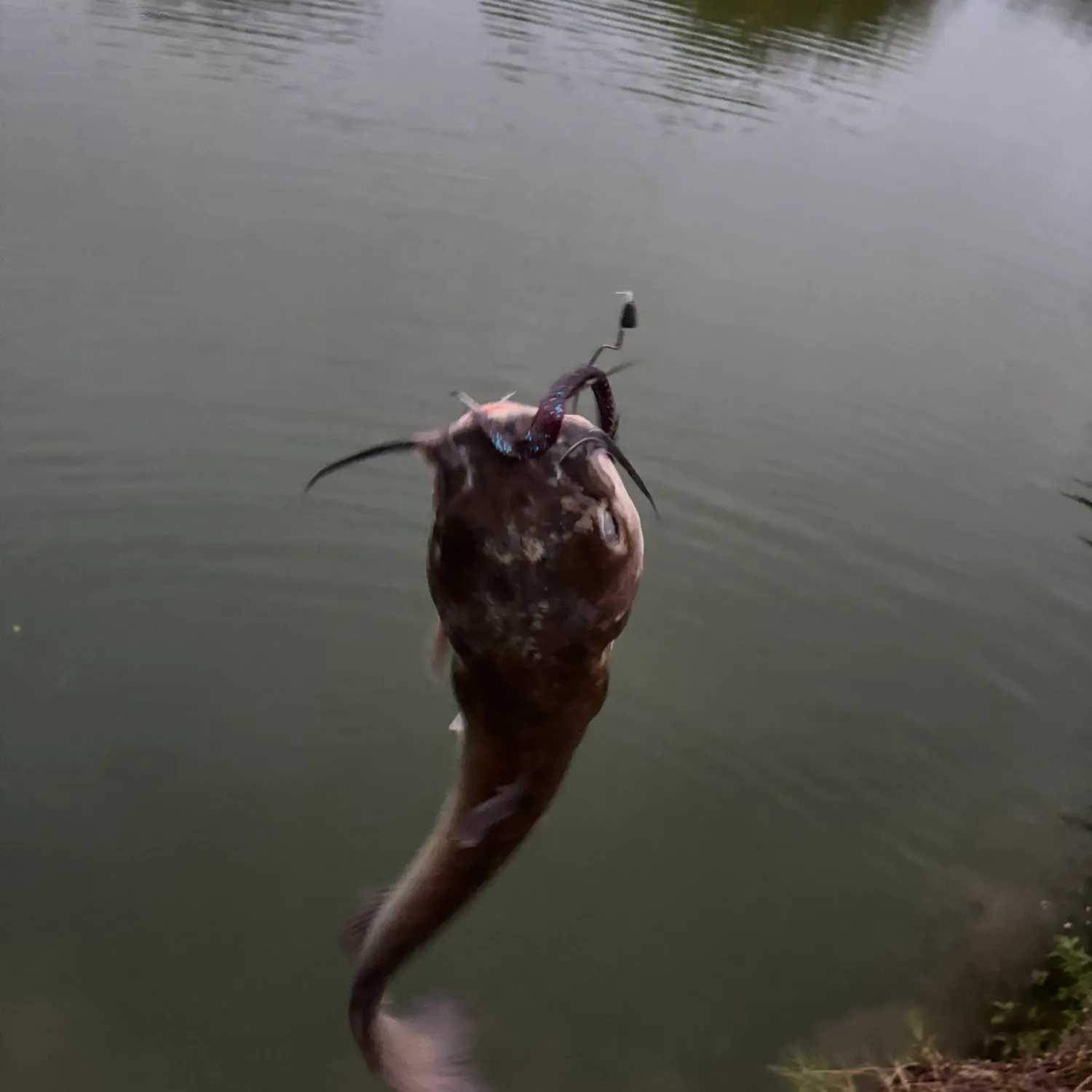 Channel catfish caught on Fishbrain