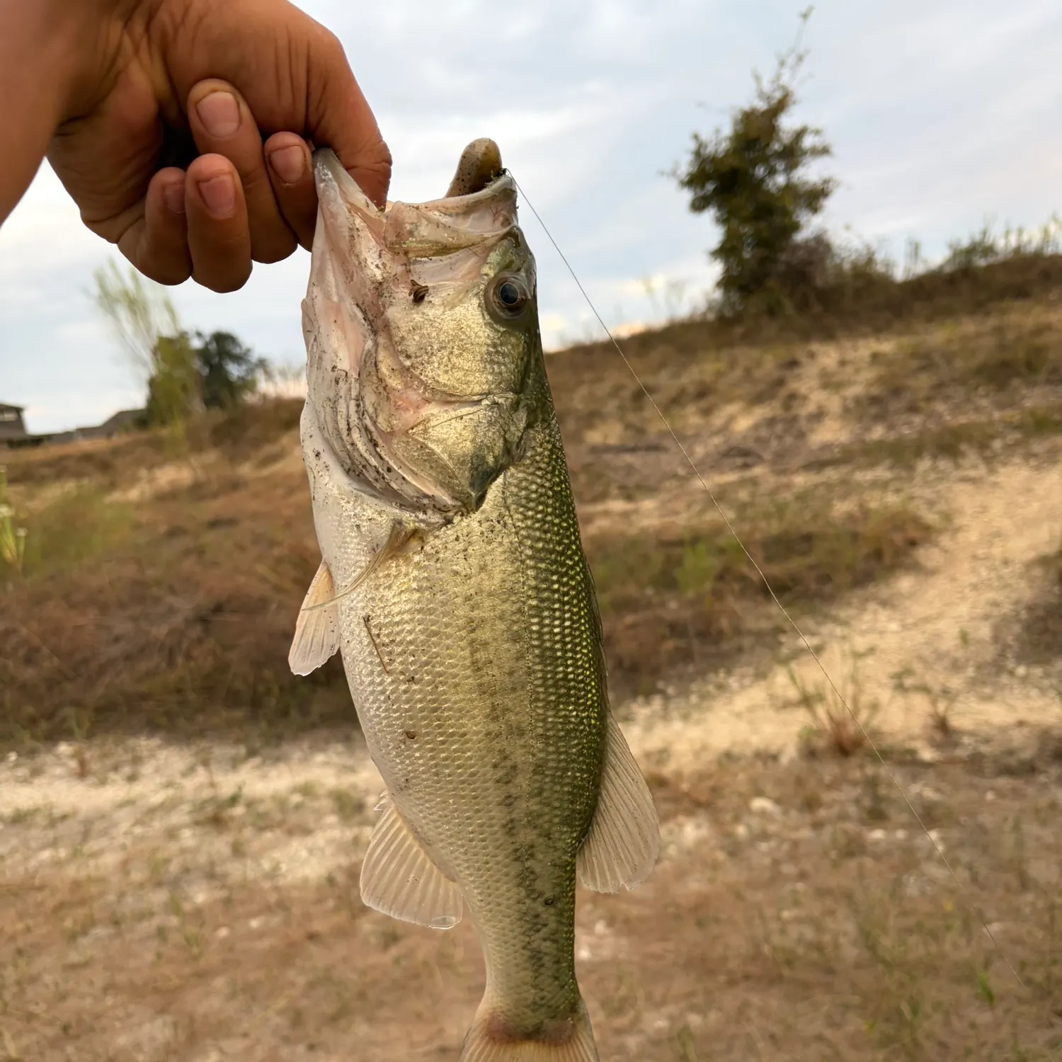 Spotted bass caught on Fishbrain