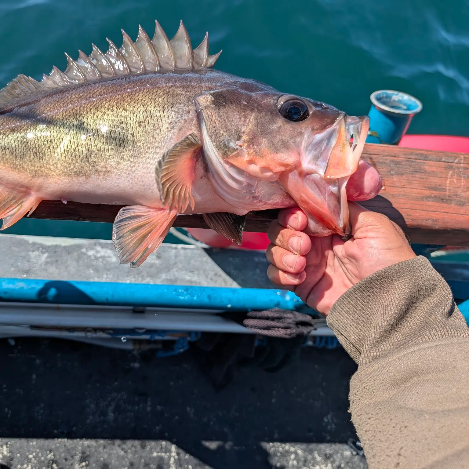 The most recent Silvergray rockfish catches on Fishbrain