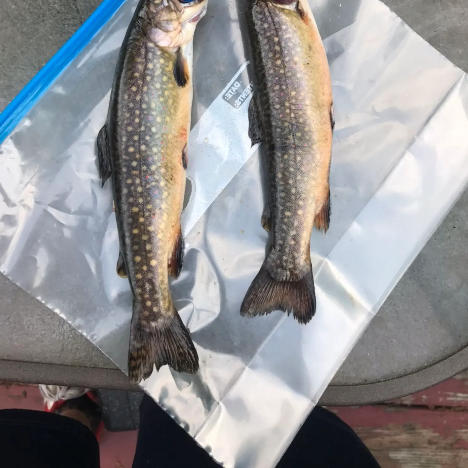 recently logged catches