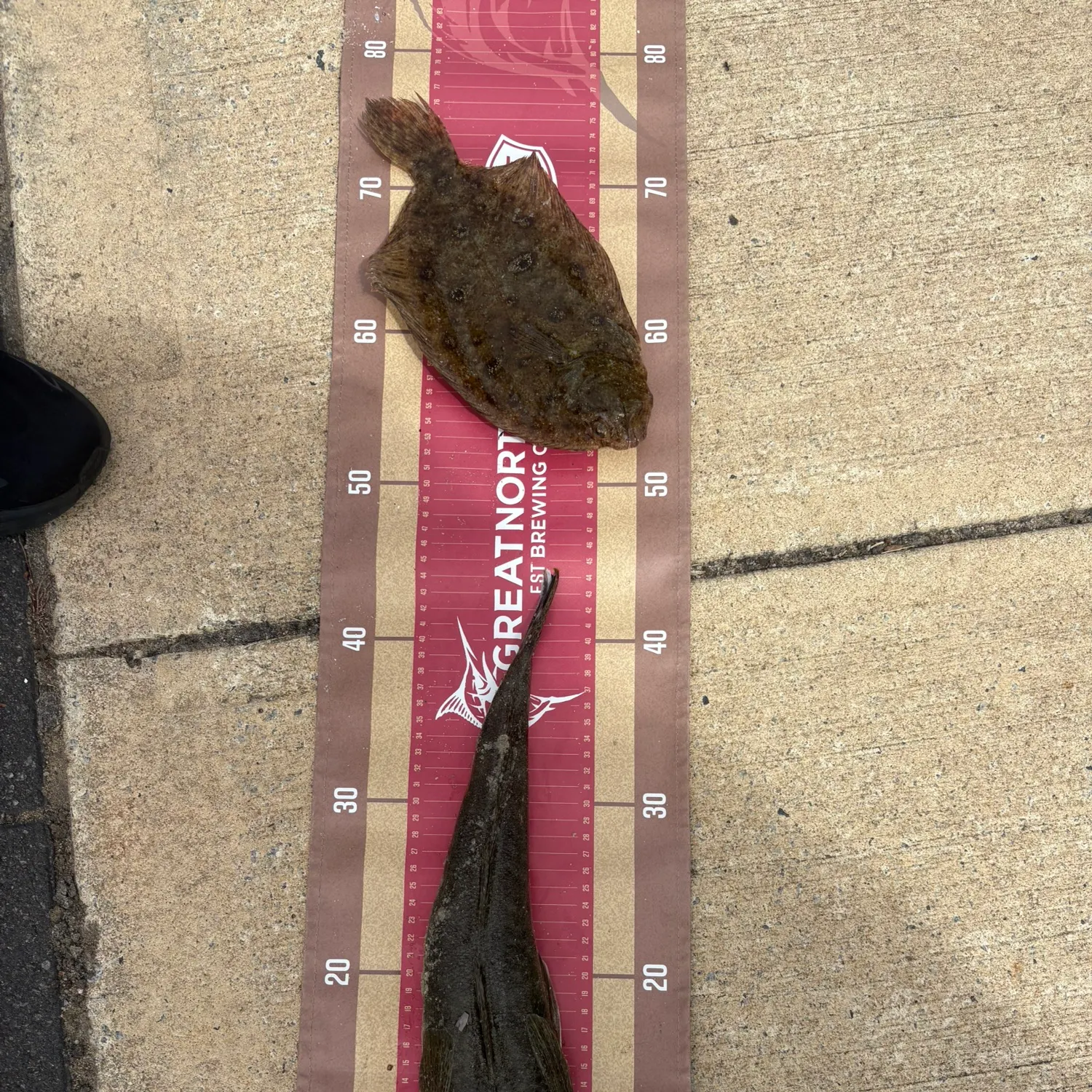 The most recent Bartail flathead catches on Fishbrain