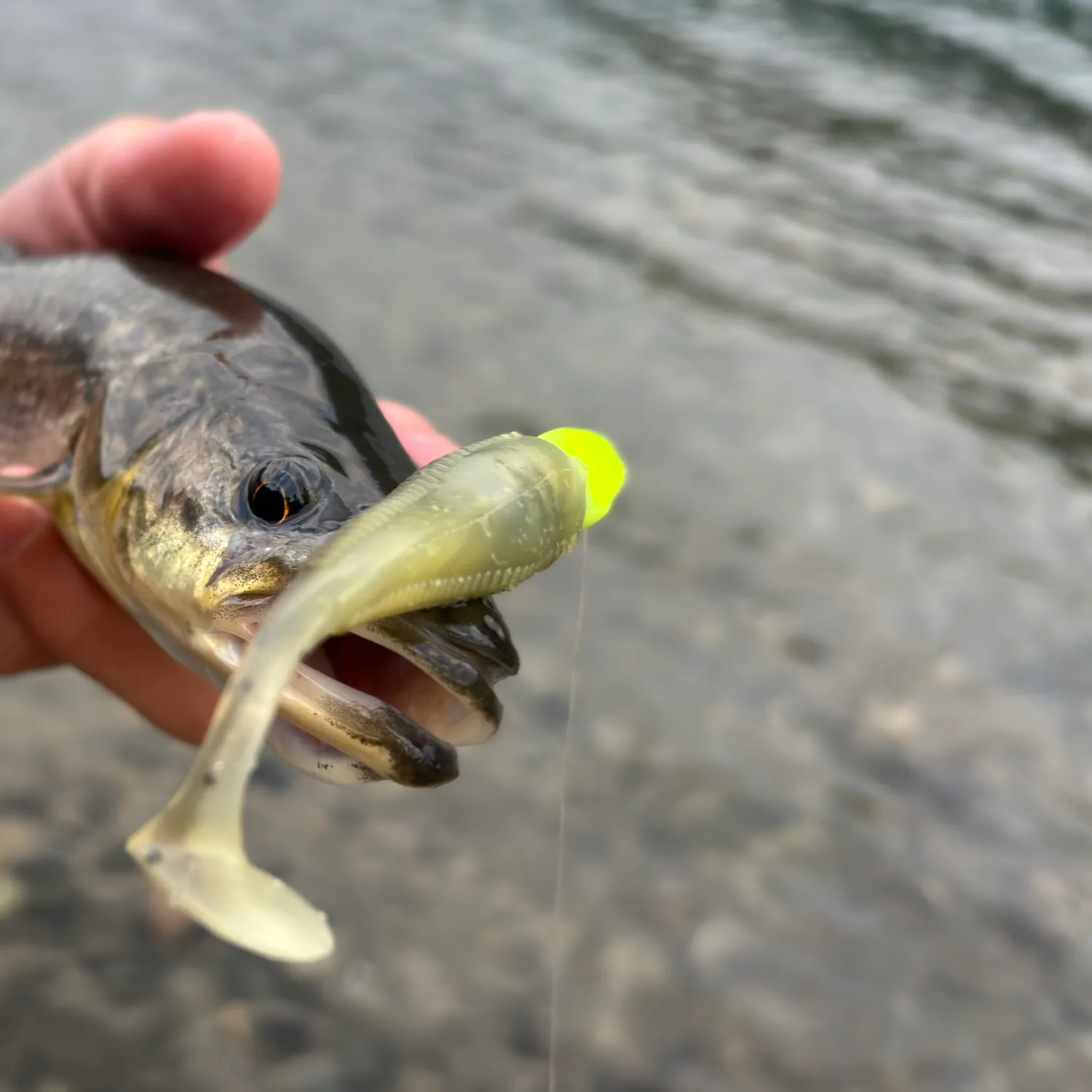The most recent Northern pikeminnow catches on Fishbrain