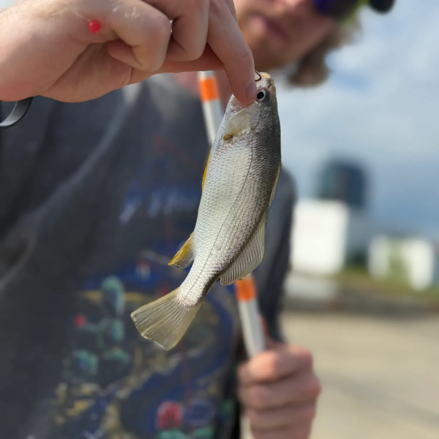 The most recent Silver perch catches on Fishbrain