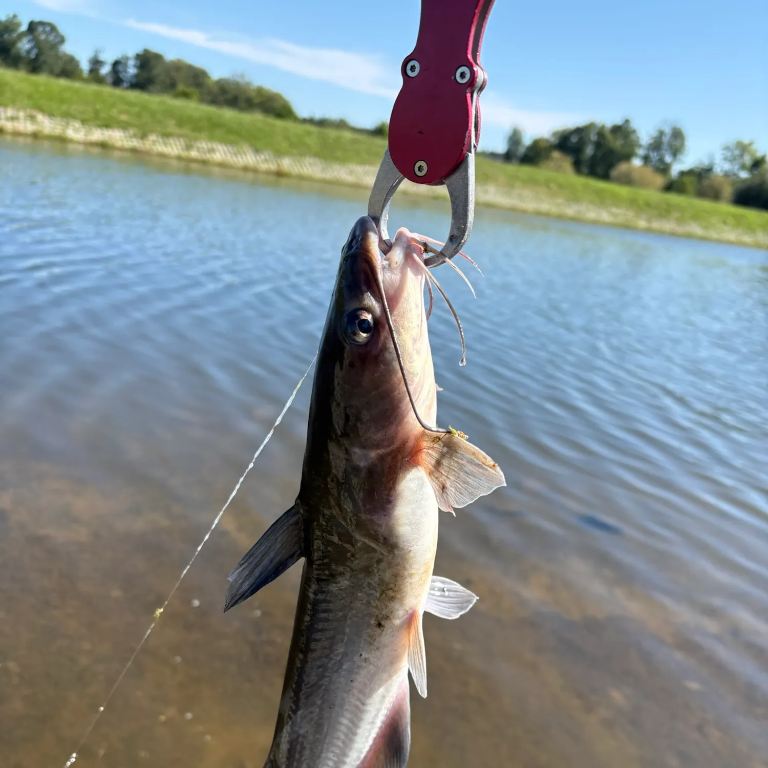 Channel catfish caught on Fishbrain