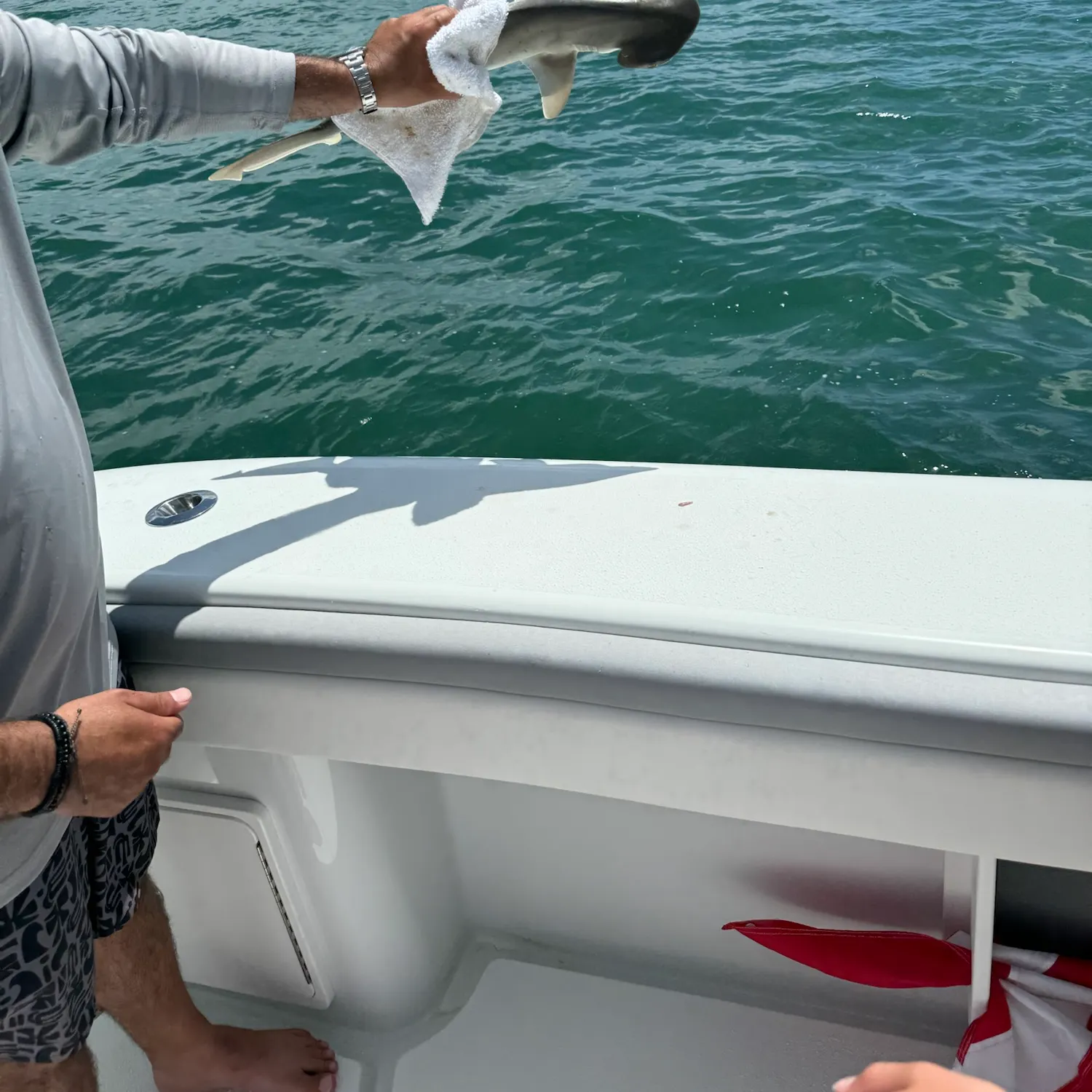 The most recent Bonnethead shark catches on Fishbrain