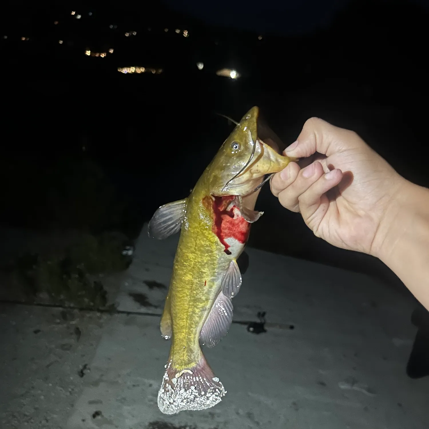Yellow bullhead caught on Fishbrain