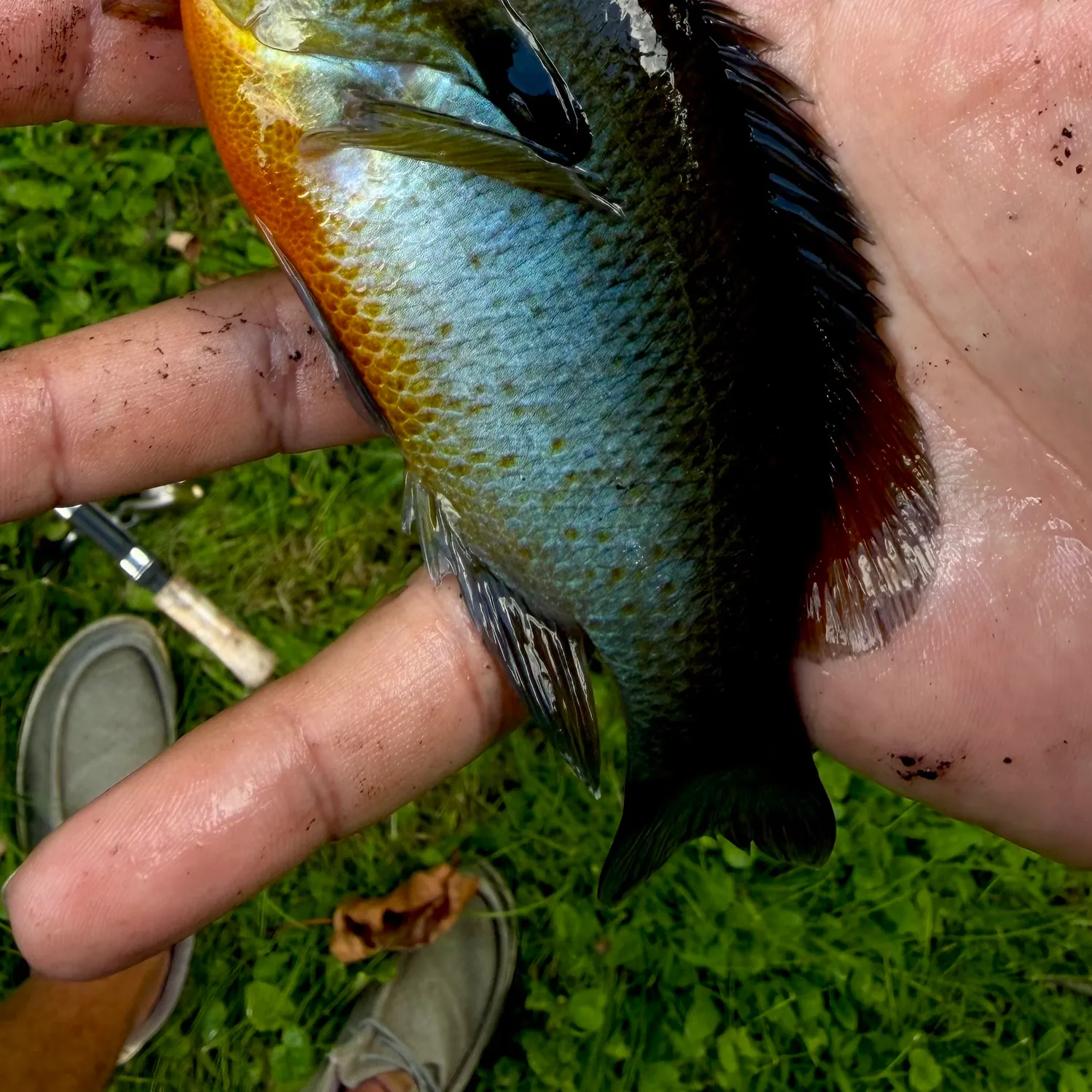 Redbreast sunfish caught on Fishbrain