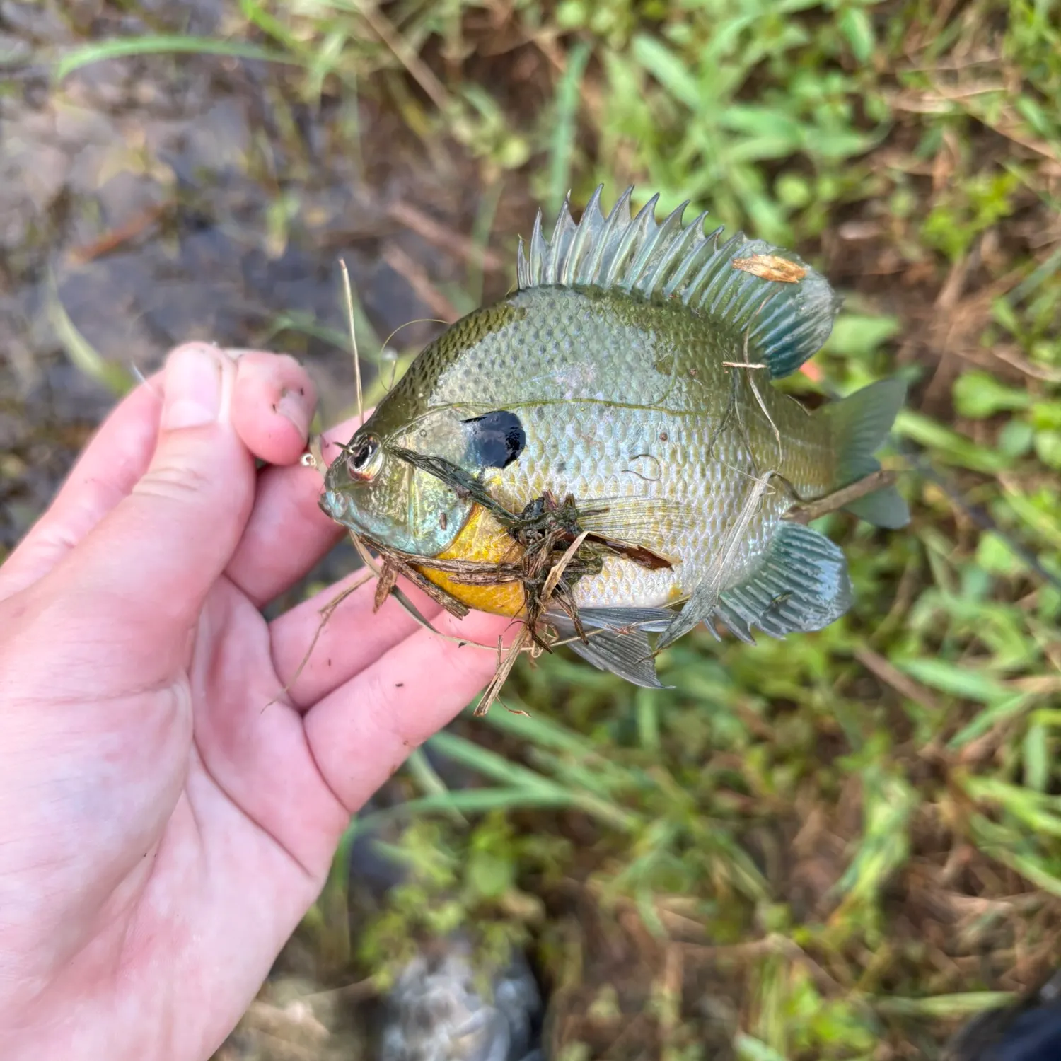 Bluegill caught on Fishbrain