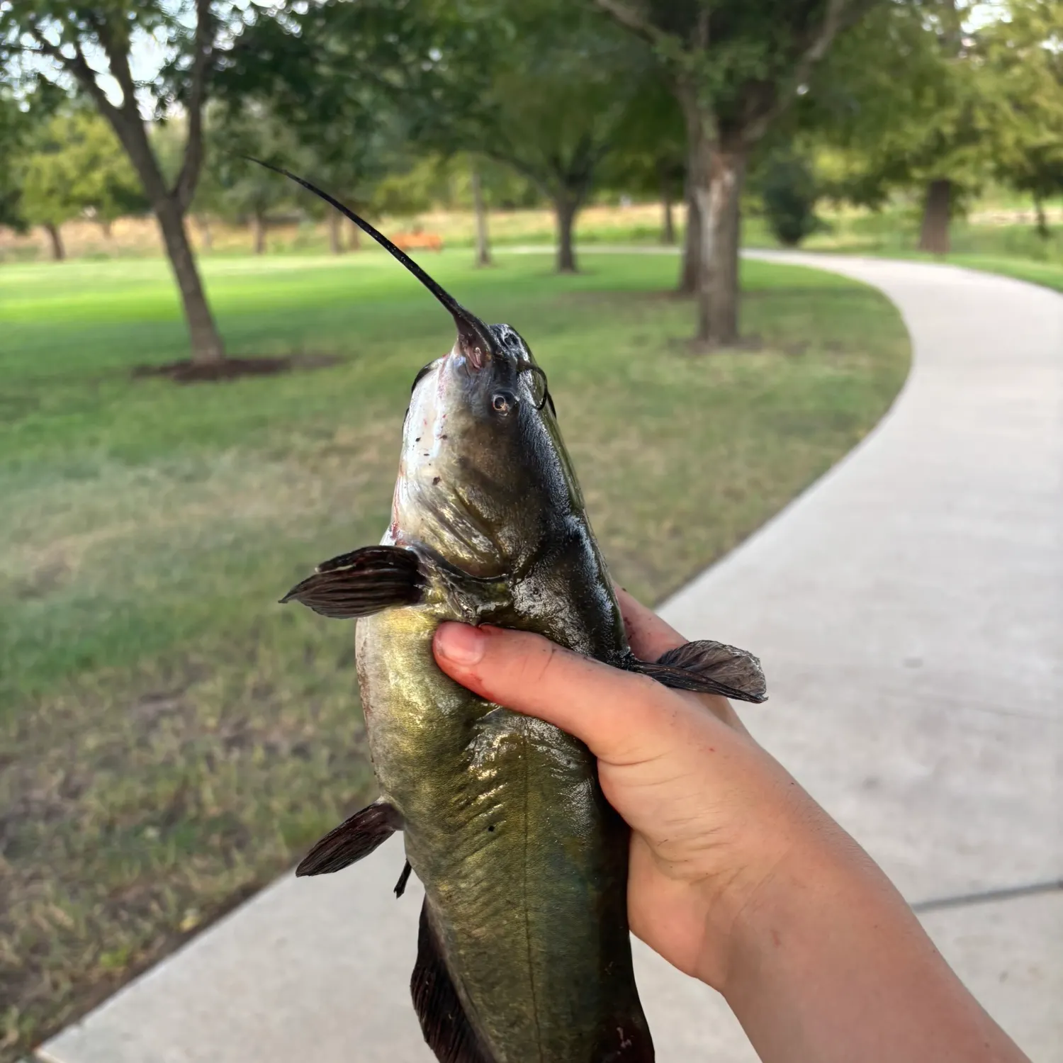 catch