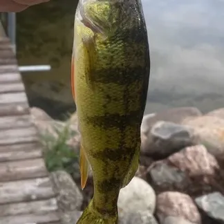 Yellow perch caught on Fishbrain