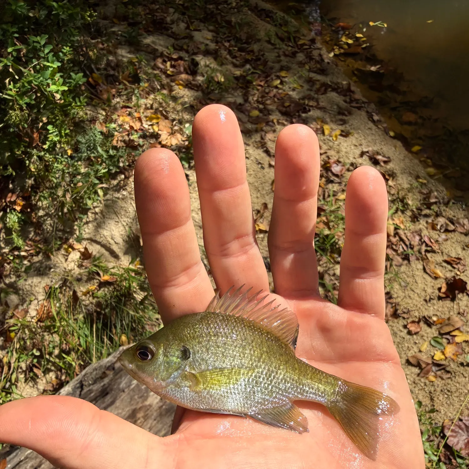 Bluegill caught on Fishbrain