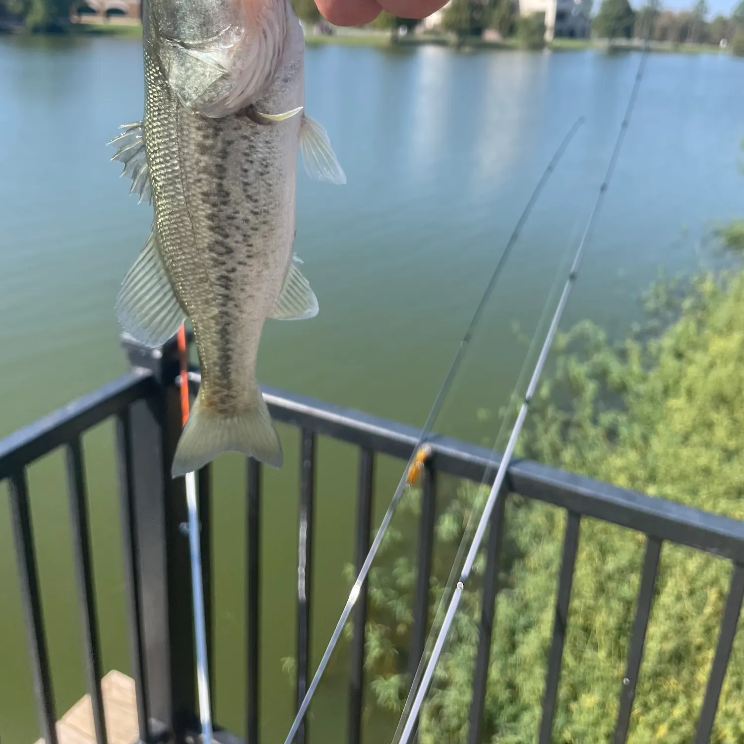 Spotted bass caught on Fishbrain