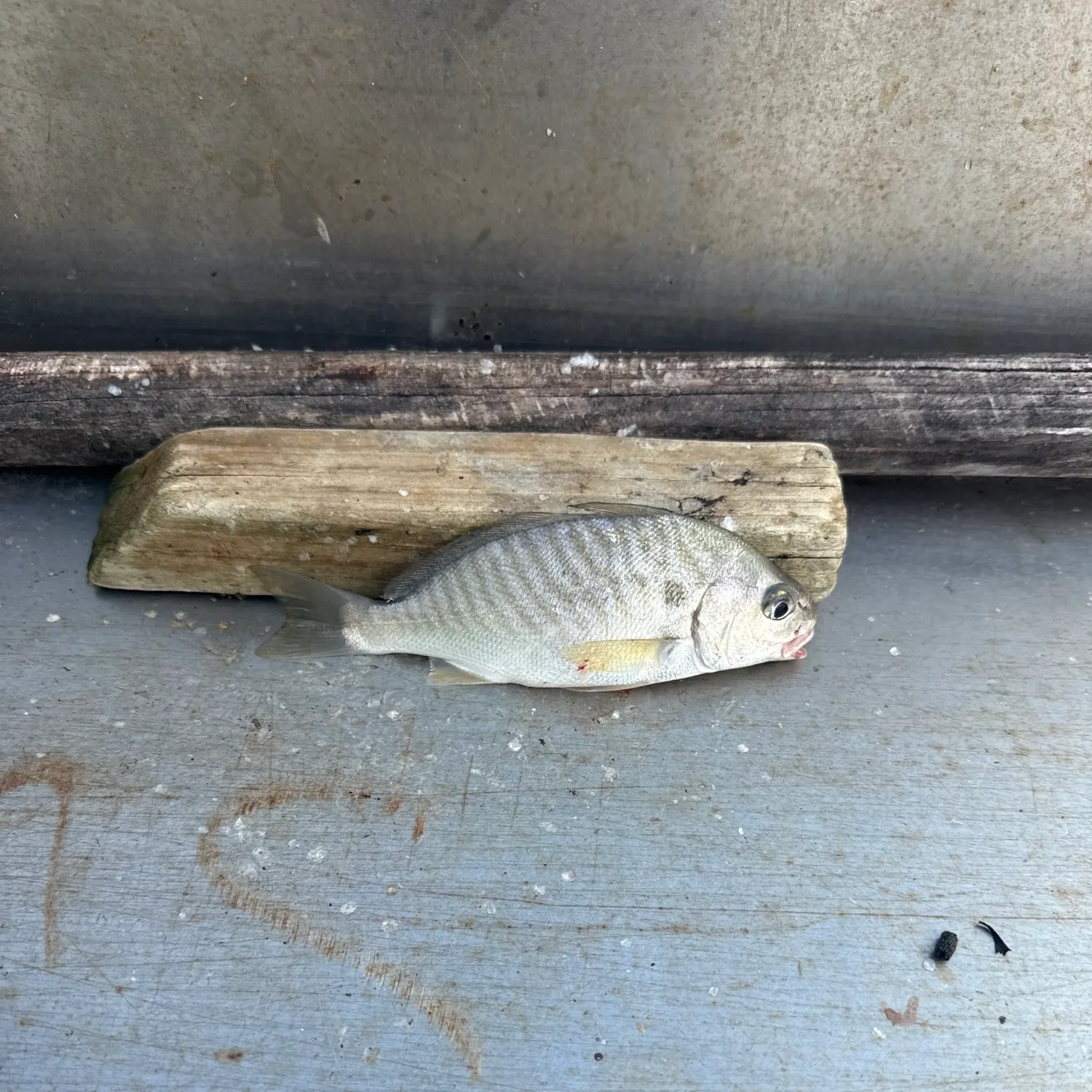 Spot croaker caught on Fishbrain