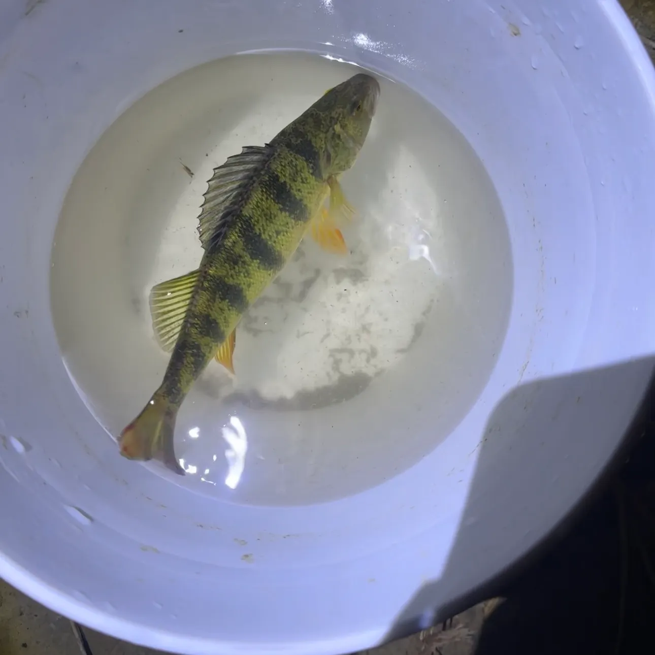 Yellow perch caught on Fishbrain