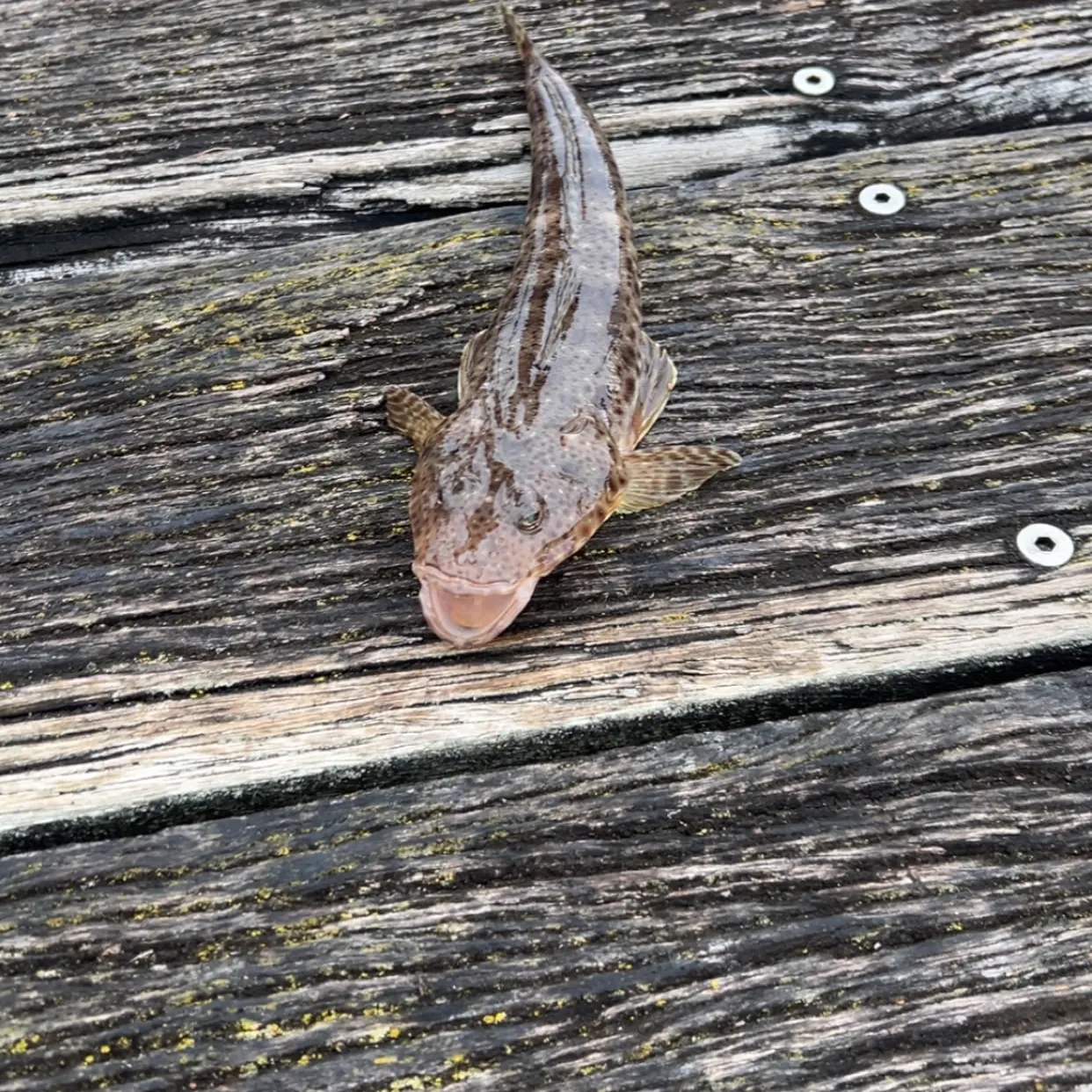 Dusky flathead caught on Fishbrain