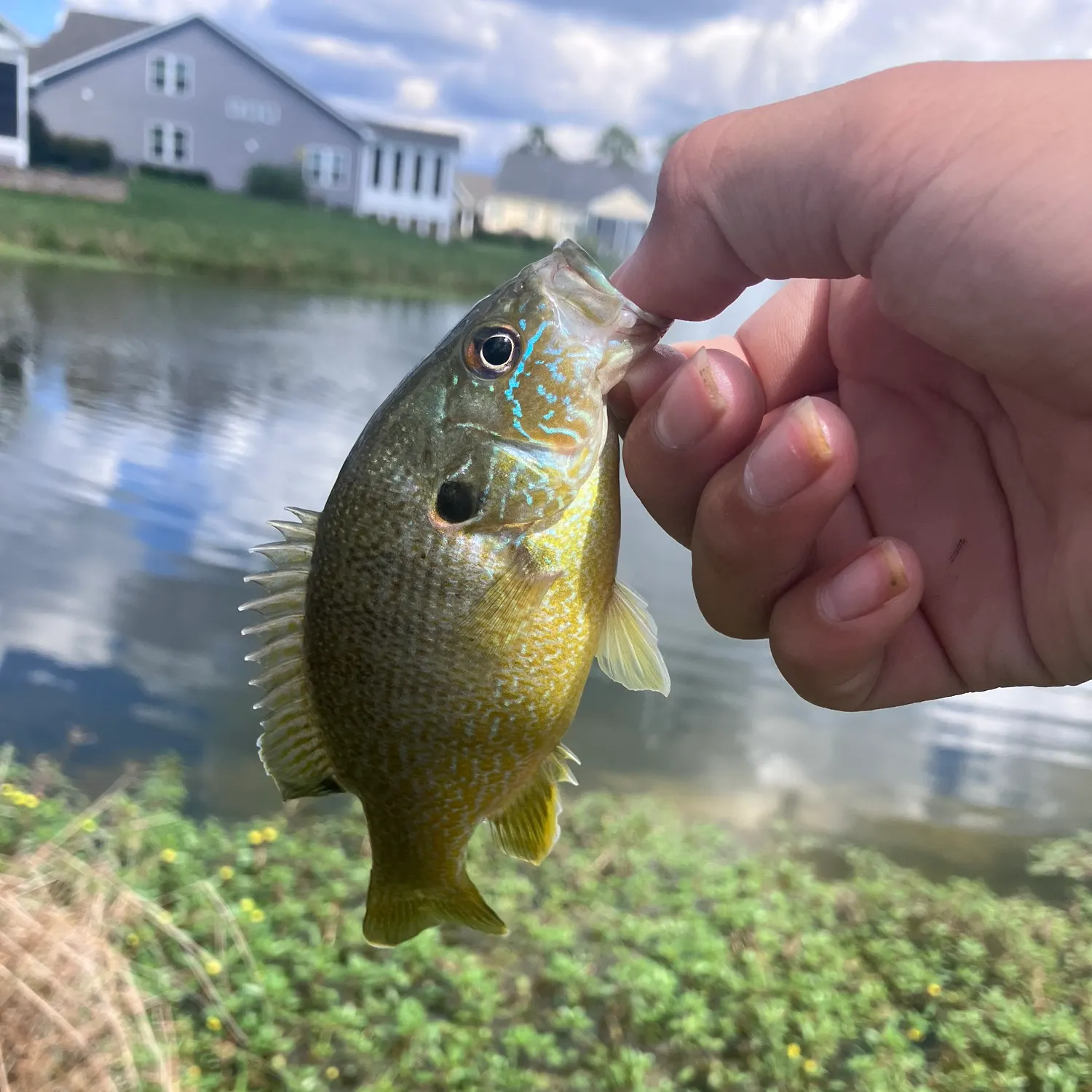Green sunfish caught on Fishbrain