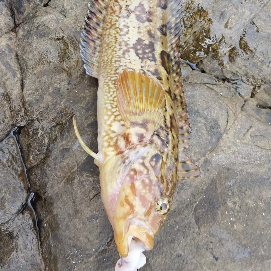 The most recent Two-tone fingerfin catches on Fishbrain