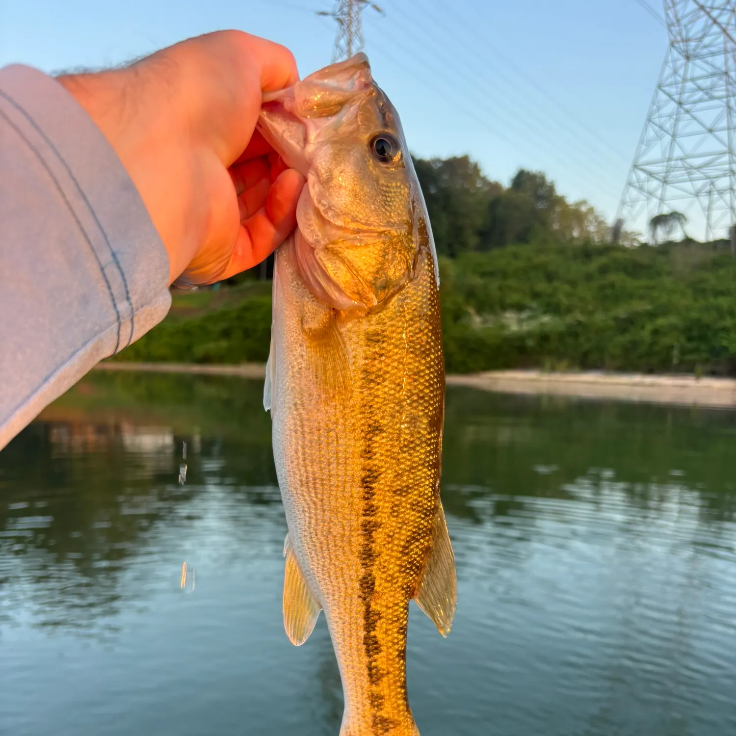 Spotted bass caught on Fishbrain