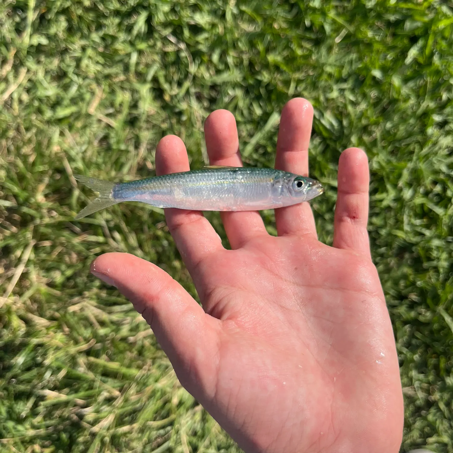 The most recent Round sardinella catches on Fishbrain