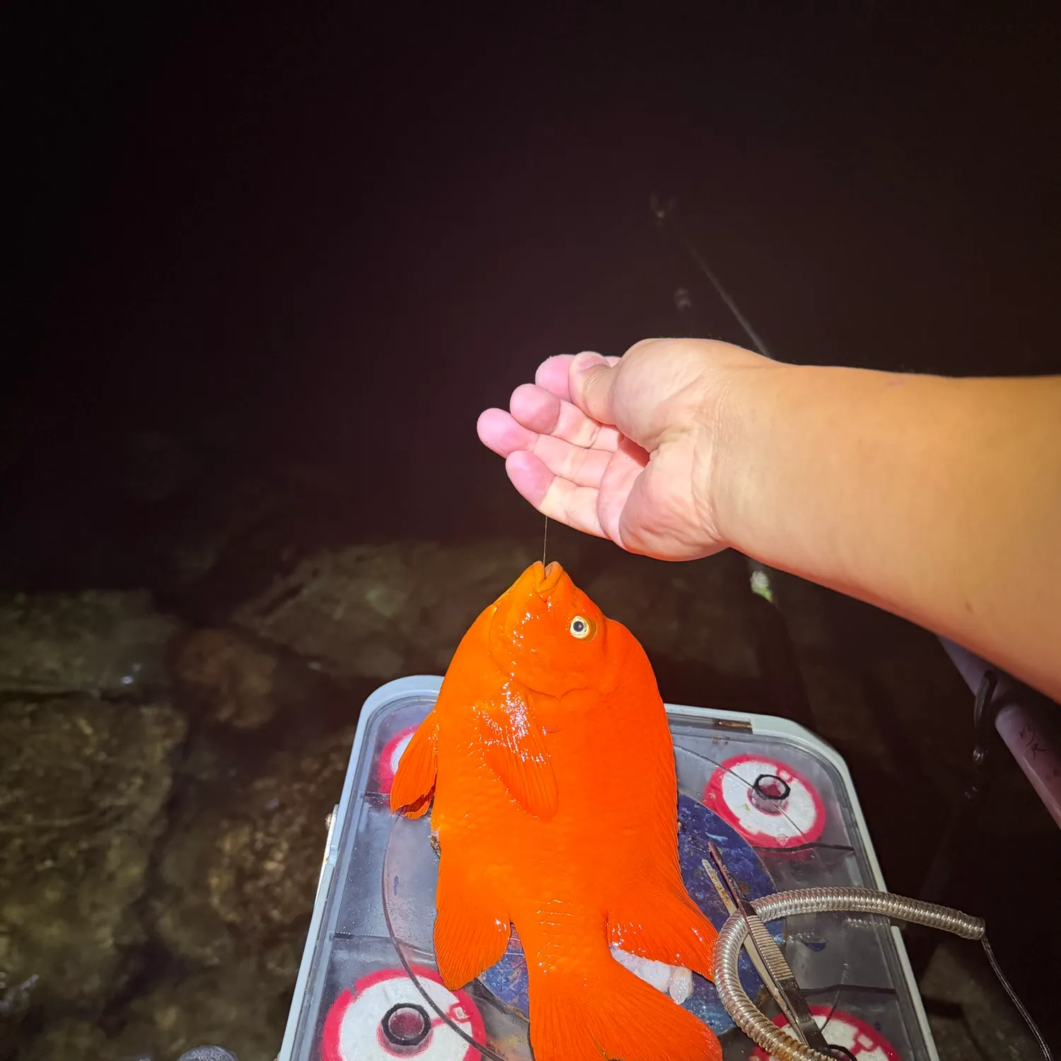 The most recent Garibaldi damselfish catches on Fishbrain