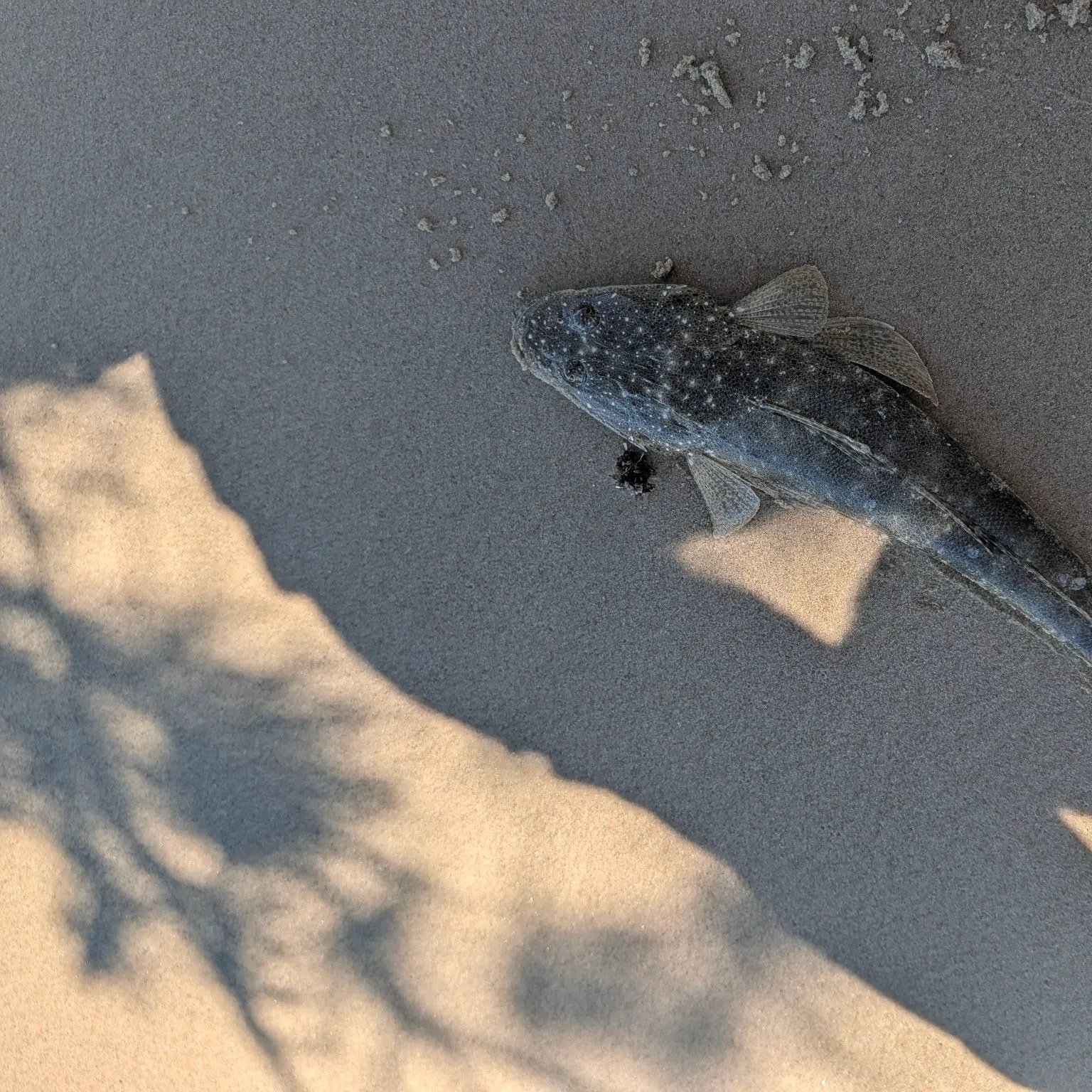 Dusky flathead caught on Fishbrain