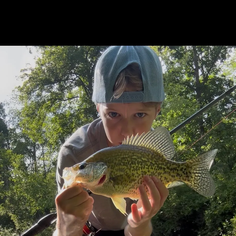 Black crappie caught on Fishbrain