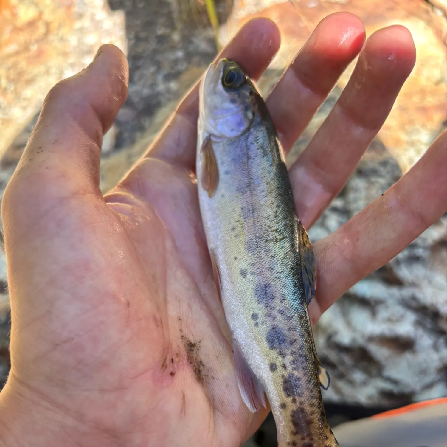 The most recent McCloud river redband trout catches on Fishbrain