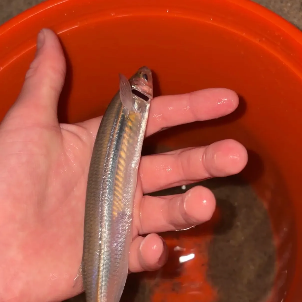 The most recent California grunion catches on Fishbrain