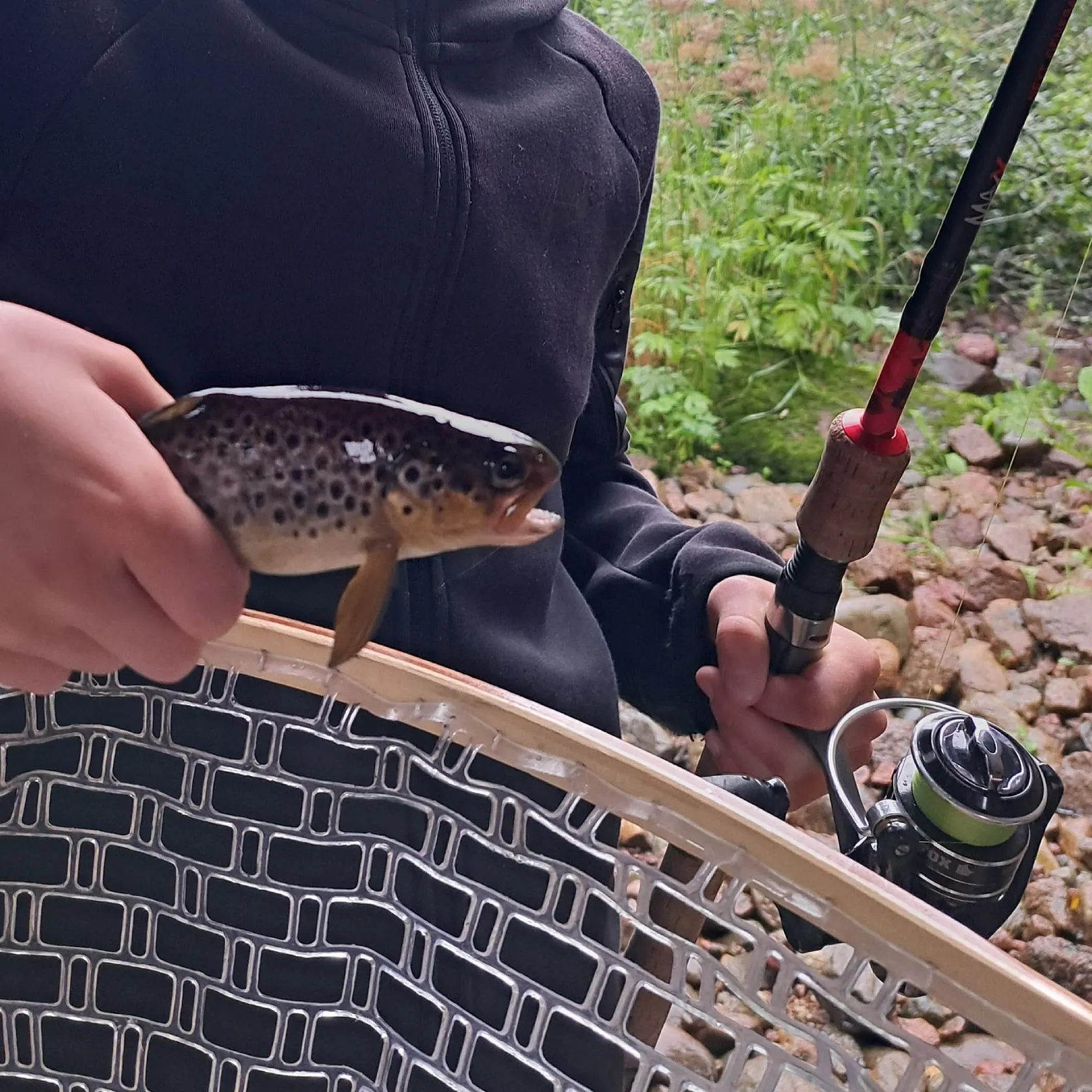 Brown trout caught on Fishbrain