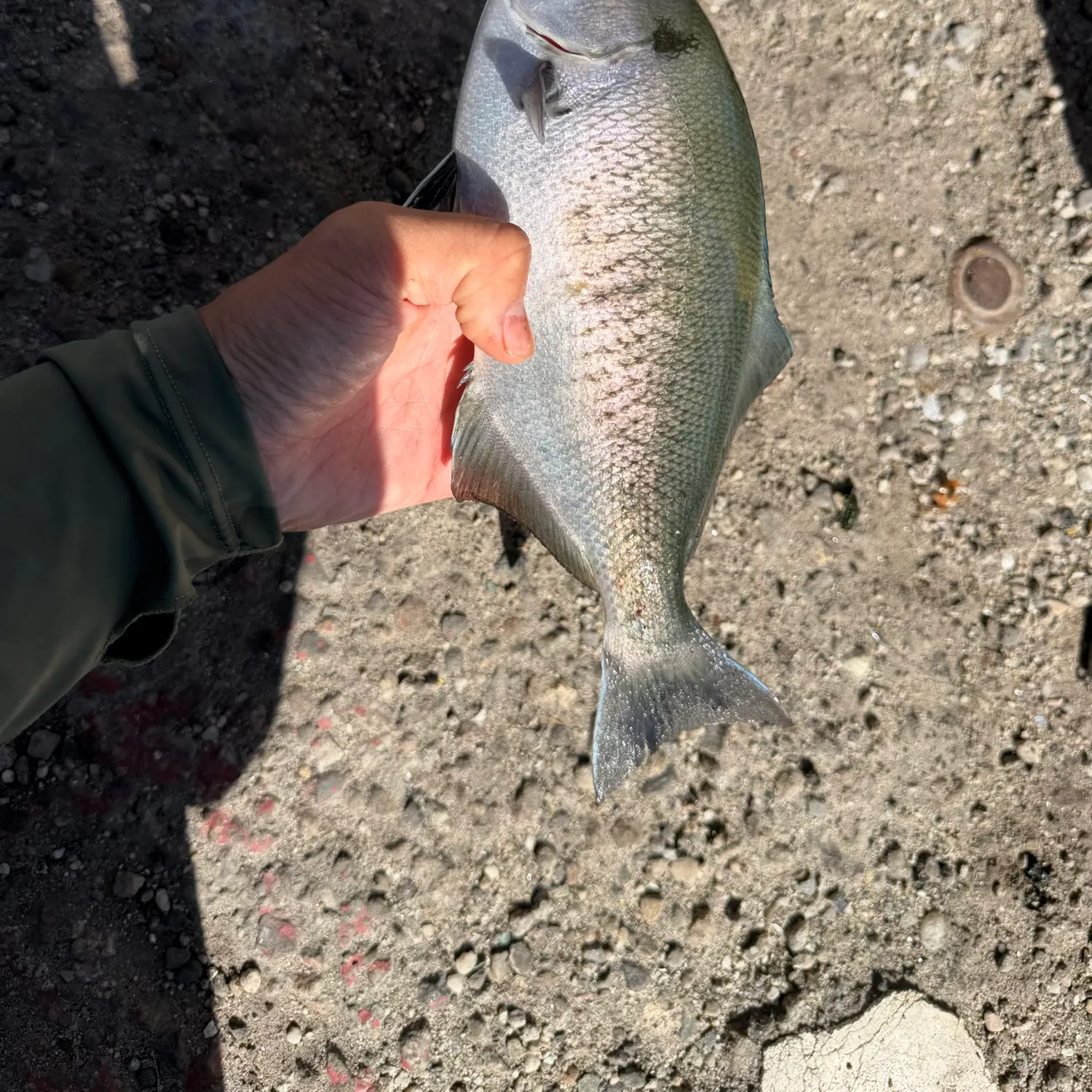 The most recent Halfmoon catches on Fishbrain