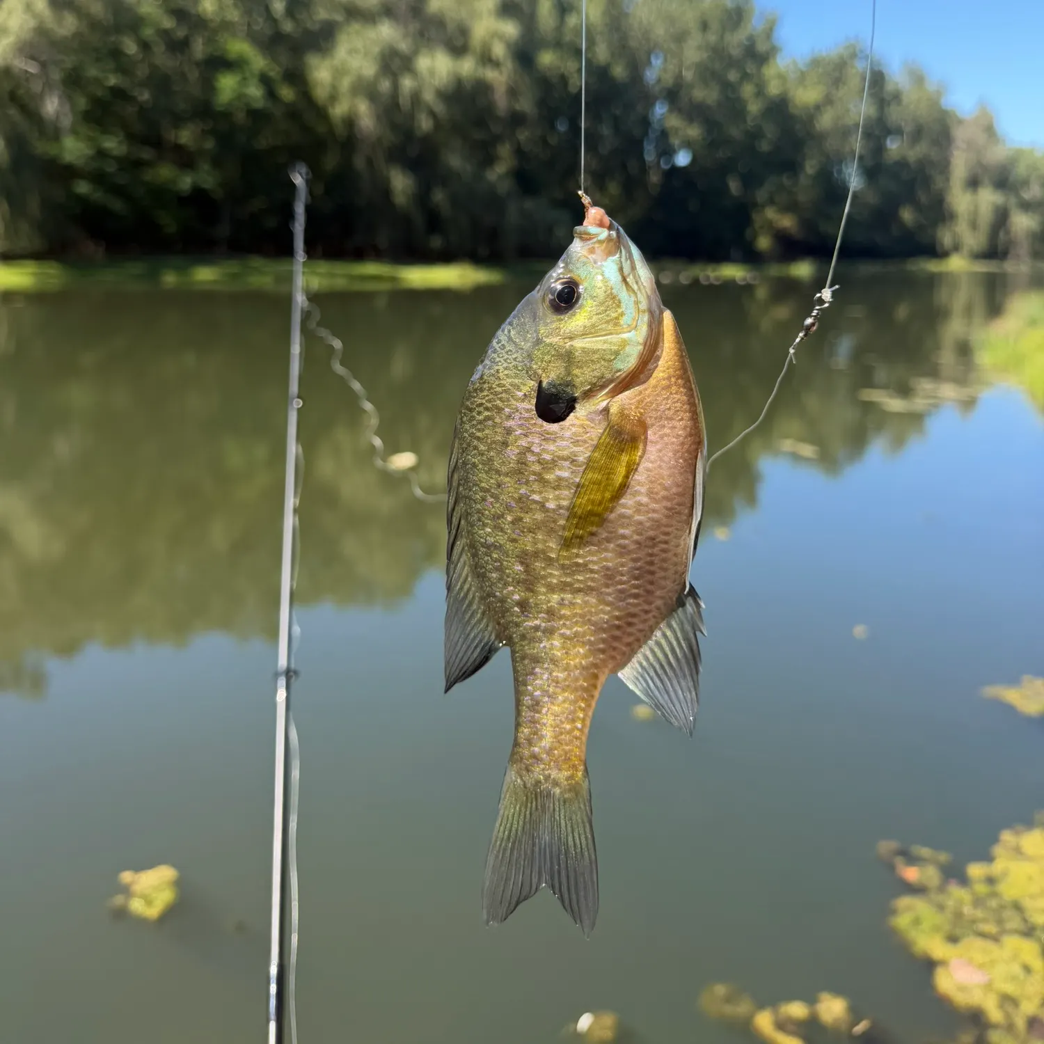 Bluegill caught on Fishbrain