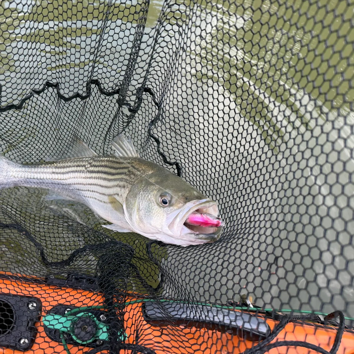Striped bass caught on Fishbrain