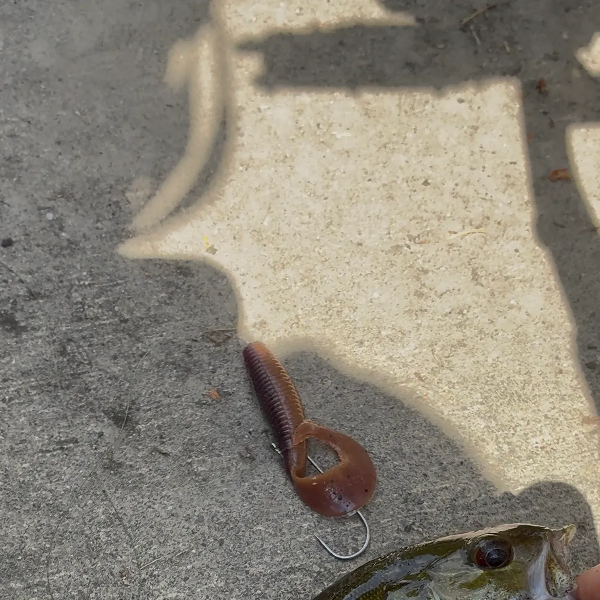 Smallmouth bass caught on Fishbrain
