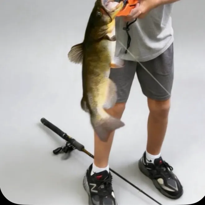 Black bullhead caught on Fishbrain
