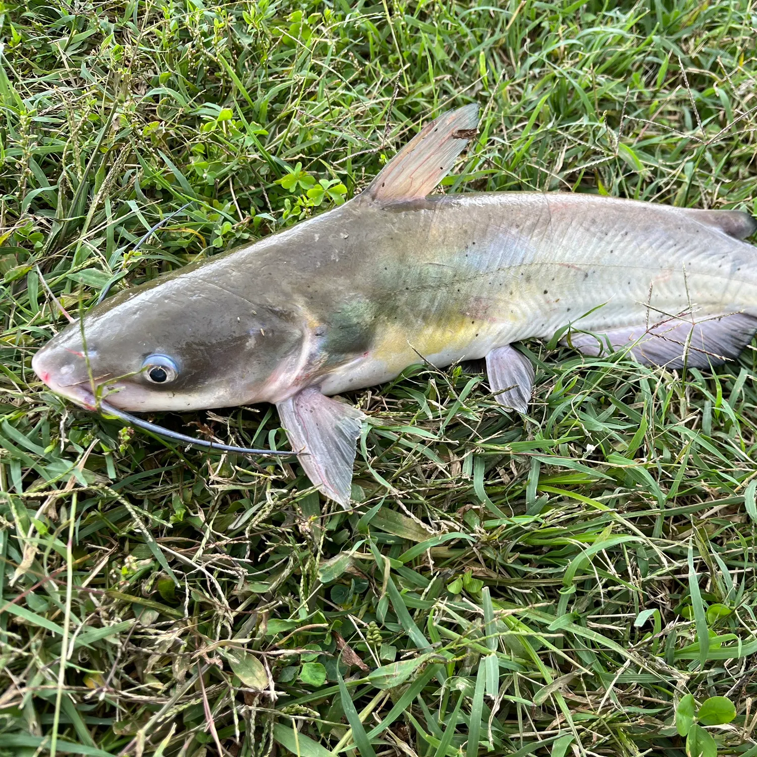 Channel catfish caught on Fishbrain