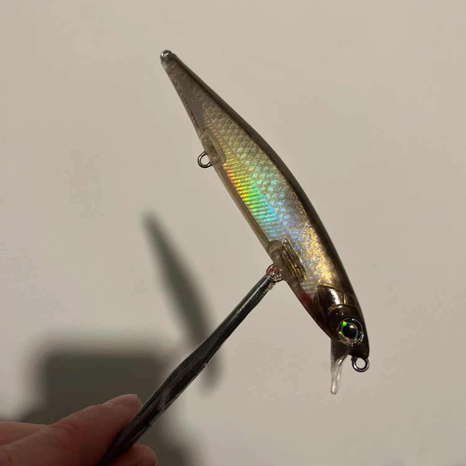 The most recent Pike killifish catches on Fishbrain