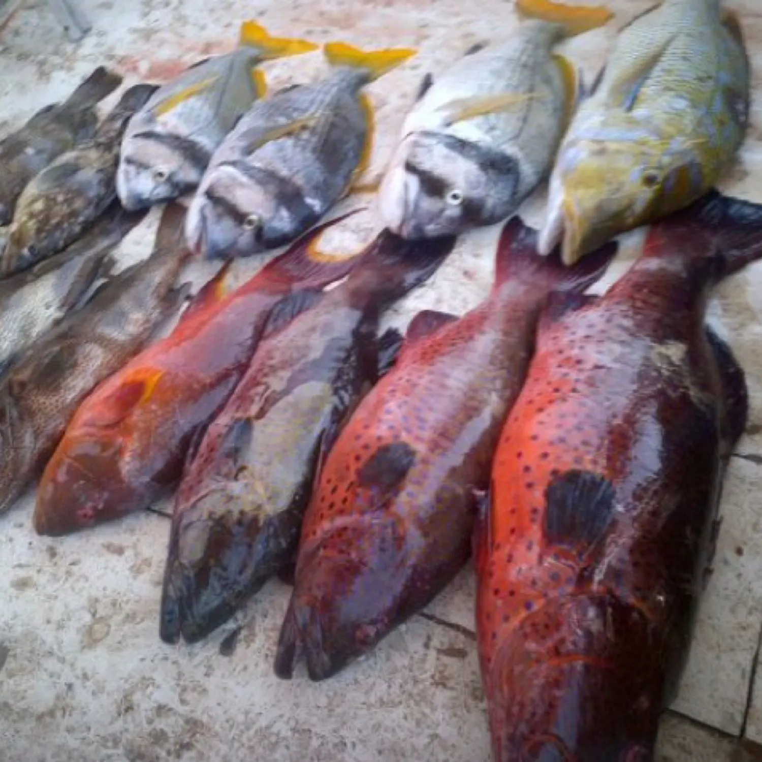 recently logged catches