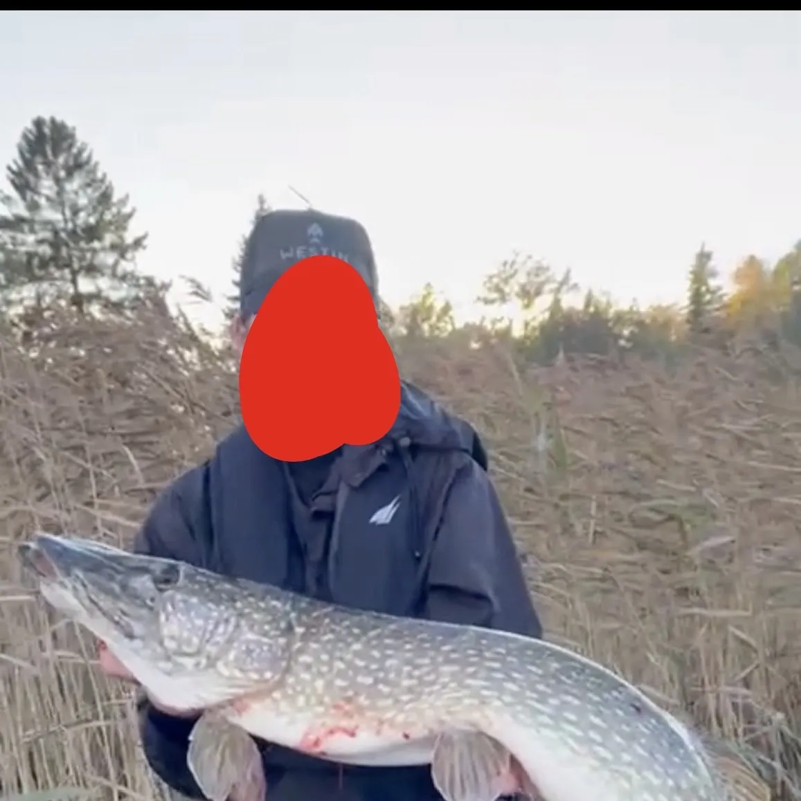 Northern pike caught on Fishbrain