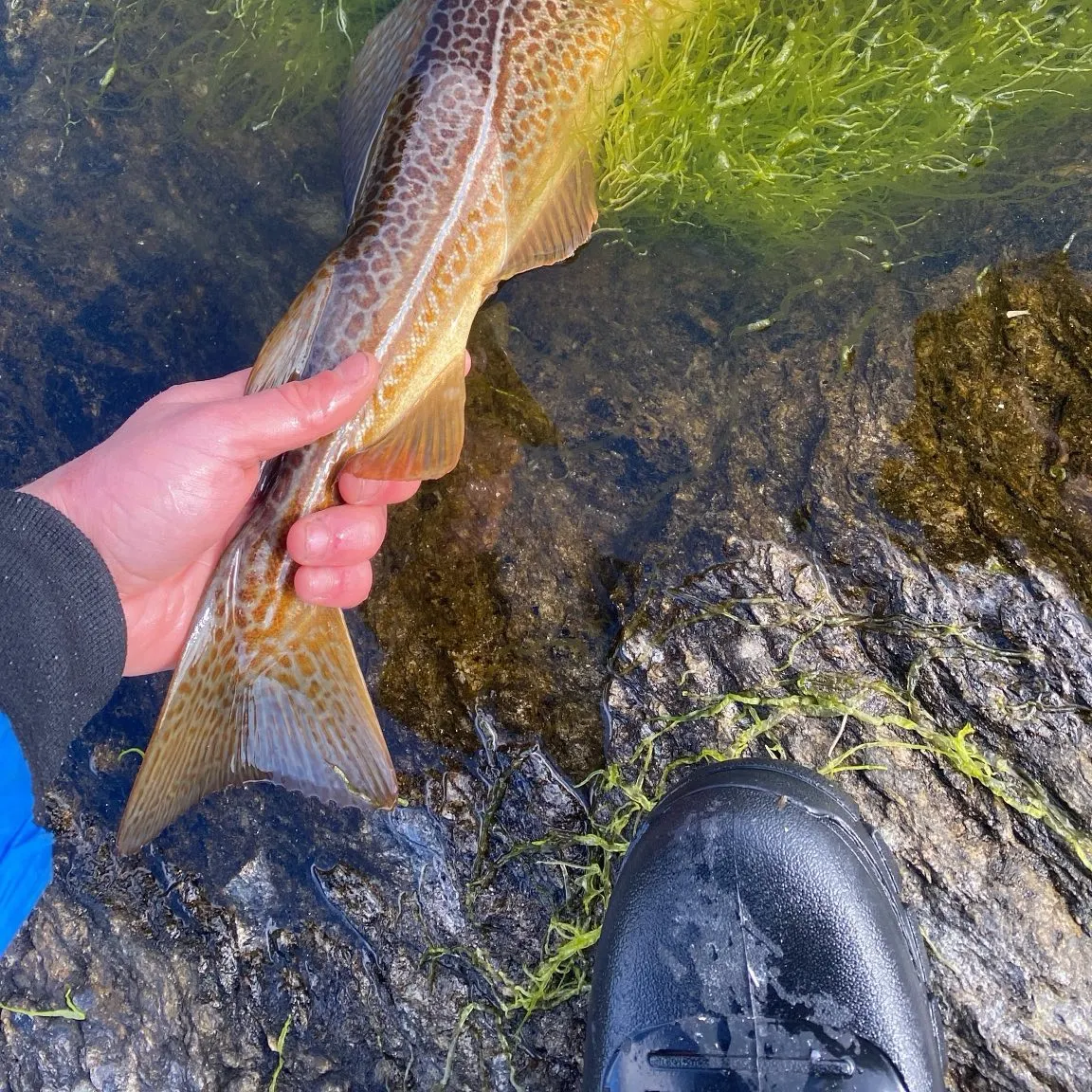 Atlantic cod caught on Fishbrain