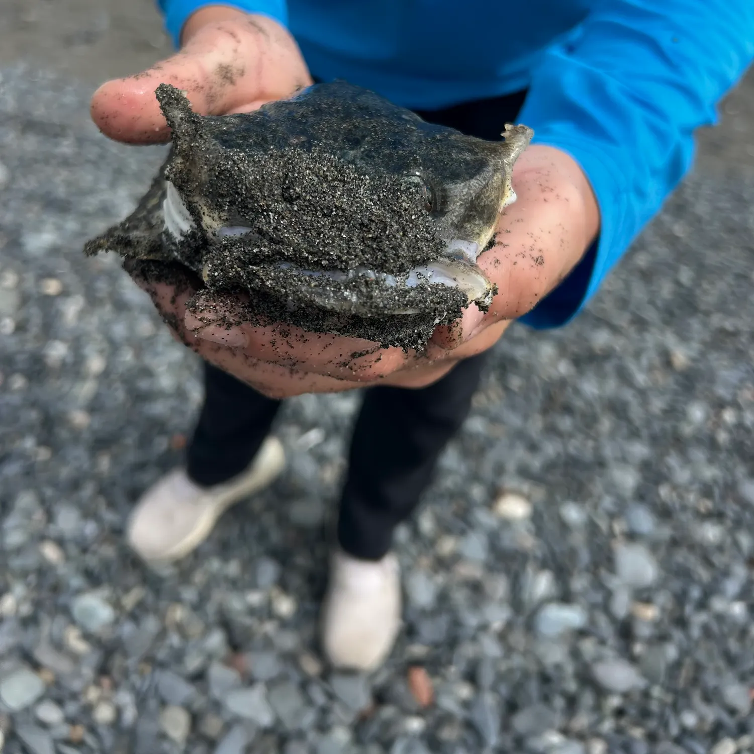 The most recent Buffalo sculpin catches on Fishbrain