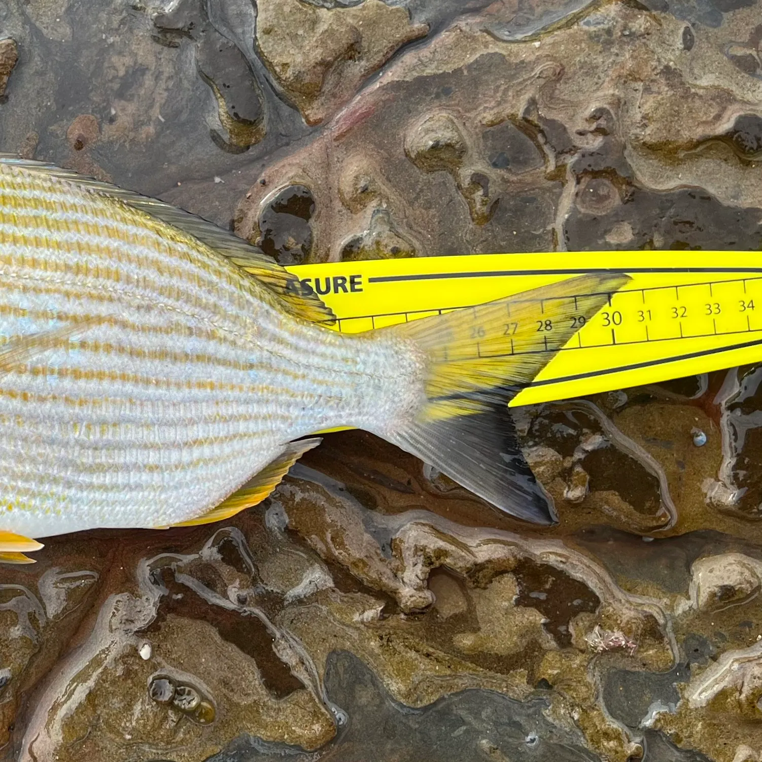 The most recent Goldlined seabream catches on Fishbrain