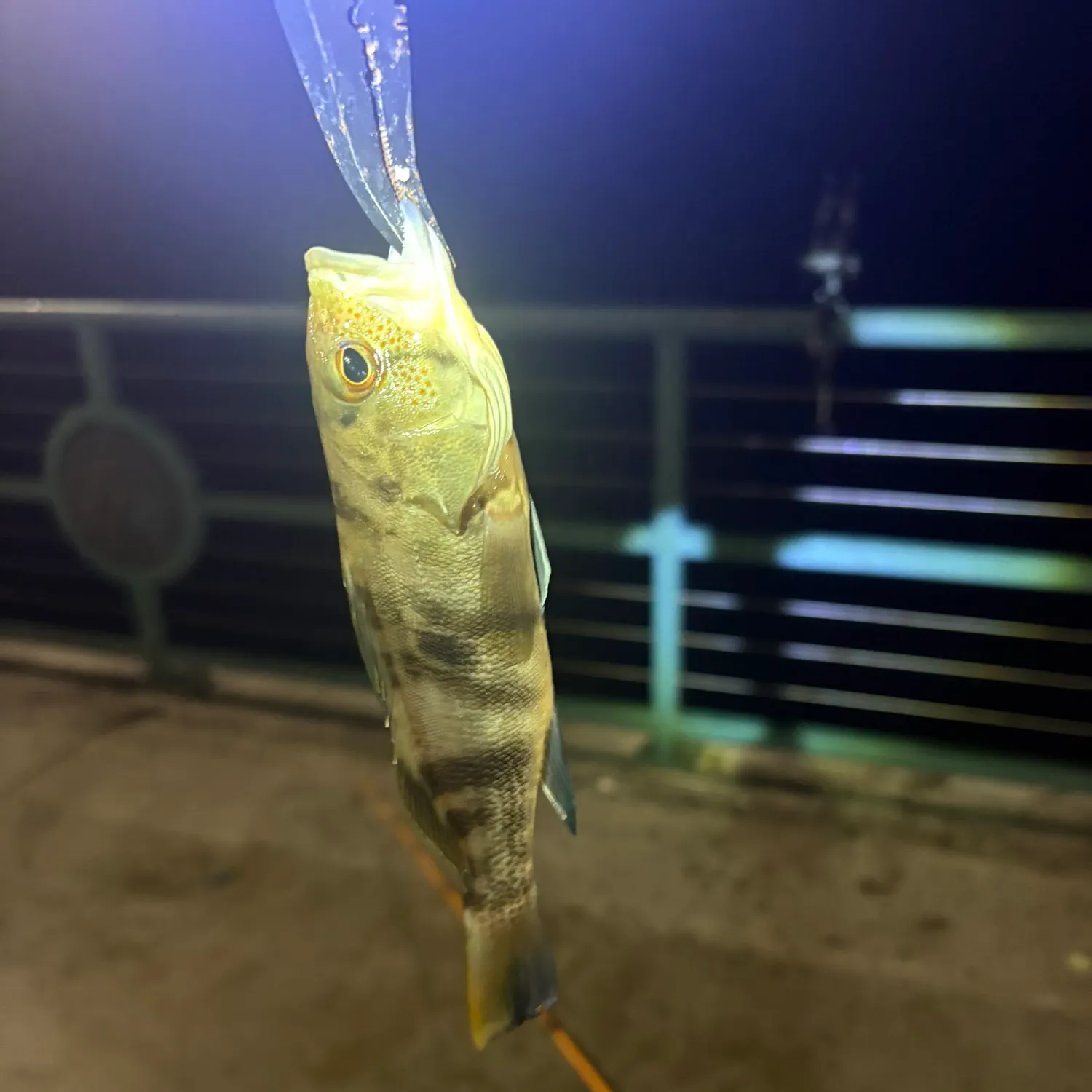 The most recent Barred sand bass catches on Fishbrain