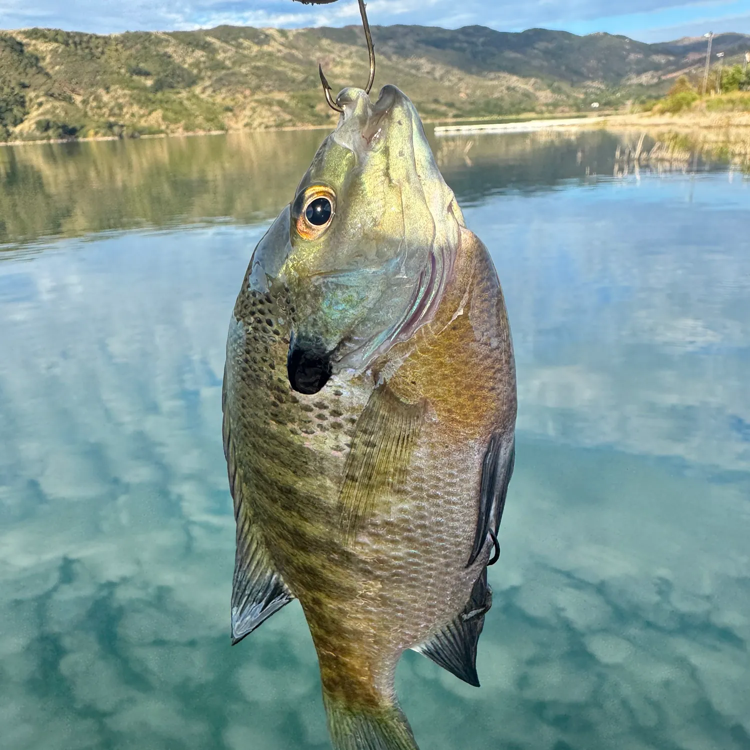 Bluegill caught on Fishbrain