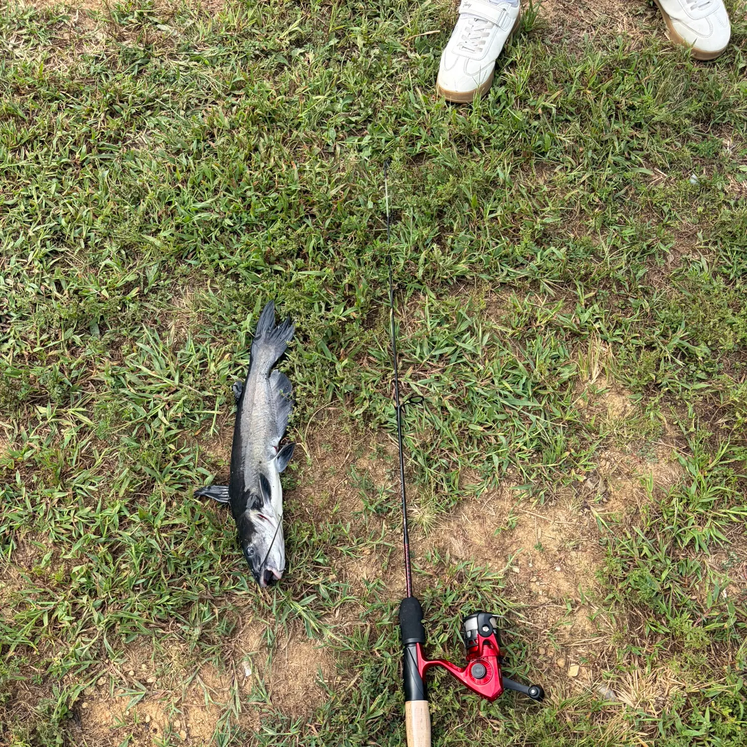 Channel catfish caught on Fishbrain