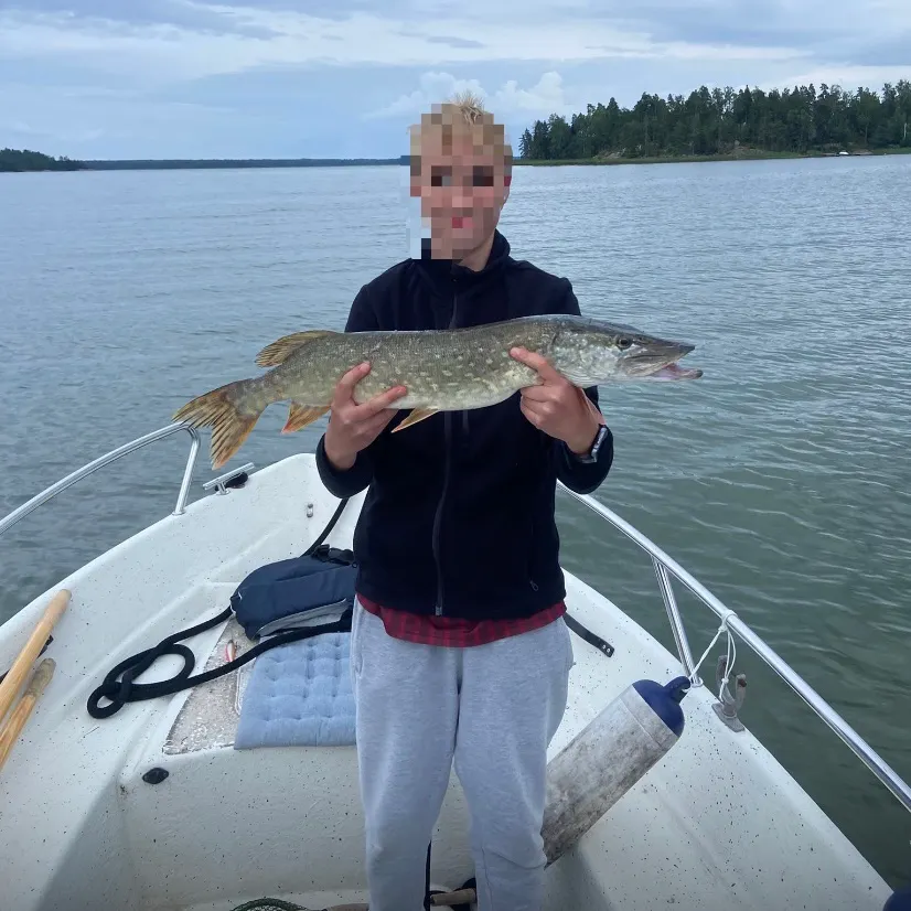 Northern pike caught on Fishbrain