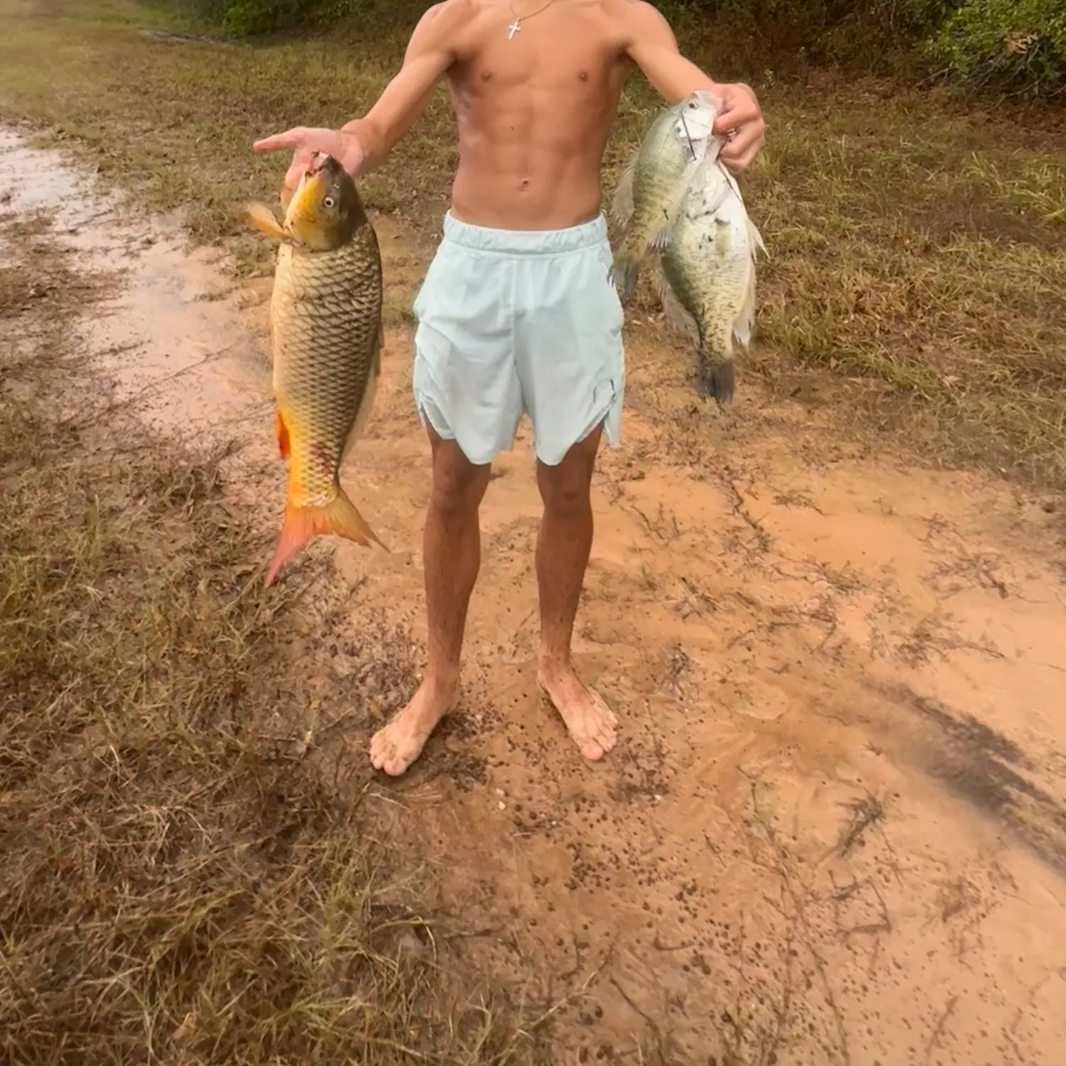 Common carp caught on Fishbrain